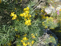 Calobota cytisoides