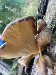 Pleurotus ostreatus