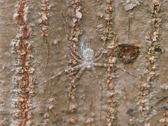 Hersilia albomaculata