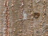 White Two-tailed Spider - Photo (c) Sunnetchan, some rights reserved (CC BY-NC-ND), uploaded by Sunnetchan