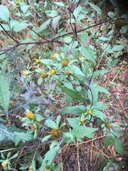 Bidens frondosa