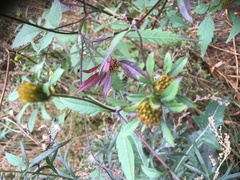 Bidens frondosa