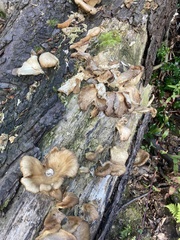 Pleurotus ostreatus
