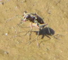 Cylindera disjuncta