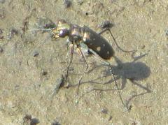 Cylindera disjuncta