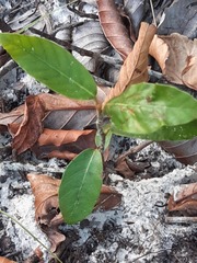 Dipterocarpus retusus