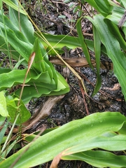 Crinum bulbispermum