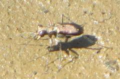 Cylindera disjuncta