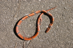 Oreocryptophis porphyraceus