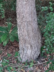 Dipterocarpus retusus