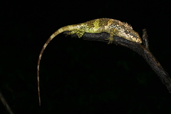 Kakhyen Hills Spiny Lizard photo 1
