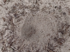 Myrmeleon formicarius