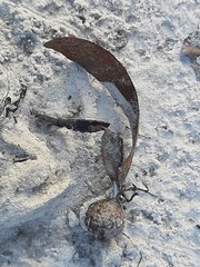 Dipterocarpus retusus