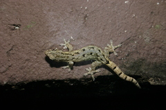Hemiphyllodactylus chiangmaiensis