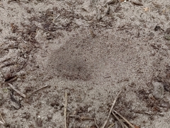 Myrmeleon formicarius