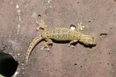 Hemiphyllodactylus chiangmaiensis