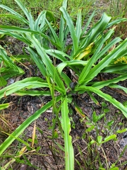Crinum bulbispermum
