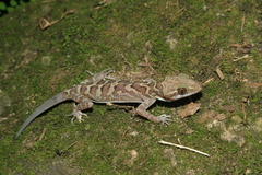 Cyrtodactylus inthanon