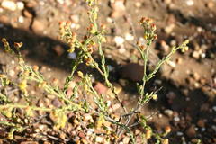 Hermannia stipulacea