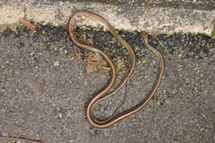 Dendrelaphis vogeli