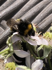 Bombus