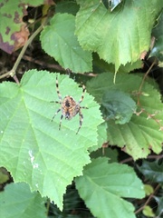 Araneus diadematus