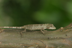 Pseudocalotes microlepis