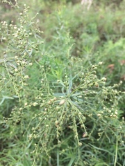 Artemisia dracunculus