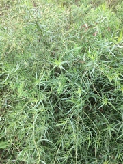Artemisia dracunculus