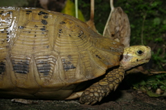 Indotestudo elongata