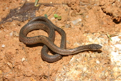 Hebius khasiensis