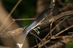 Lycodon septentrionalis