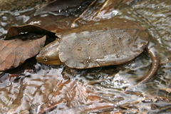 Platysternon megacephalum