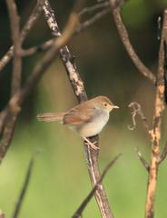 Cisticola fulvicapilla