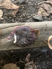 Russula