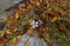 Petrorhagia saxifraga