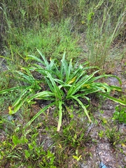 Crinum bulbispermum