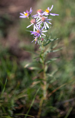 Galatella hauptii