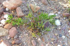 Mesembryanthemum longistylum