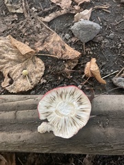 Russula