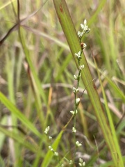 Polygonum tenue