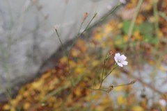 Petrorhagia saxifraga
