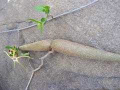 Strophanthus gerrardii