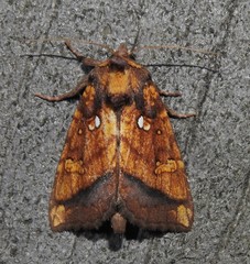 Papaipema leucostigma