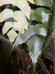 Adiantum macrophyllum