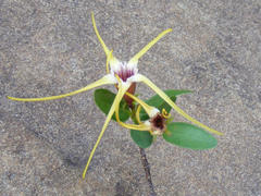 Strophanthus gerrardii