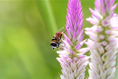 Phytomia