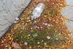 Petrorhagia saxifraga