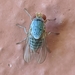 Prosopomyia pallida - Photo (c) aggranada, μερικά δικαιώματα διατηρούνται (CC BY-NC), uploaded by aggranada