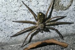 Sinopoda